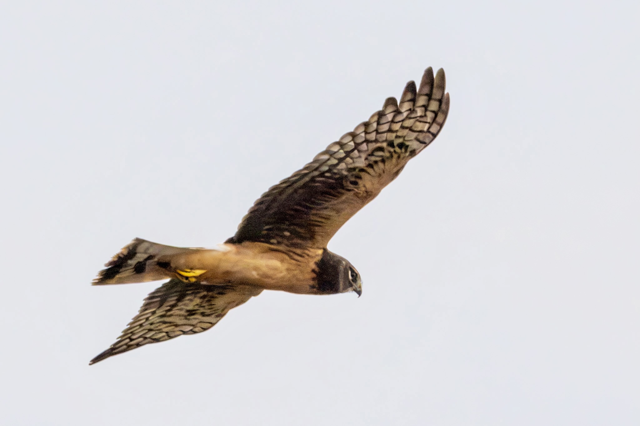 A Northern harrier, its wings spread wide, soars in the sky.