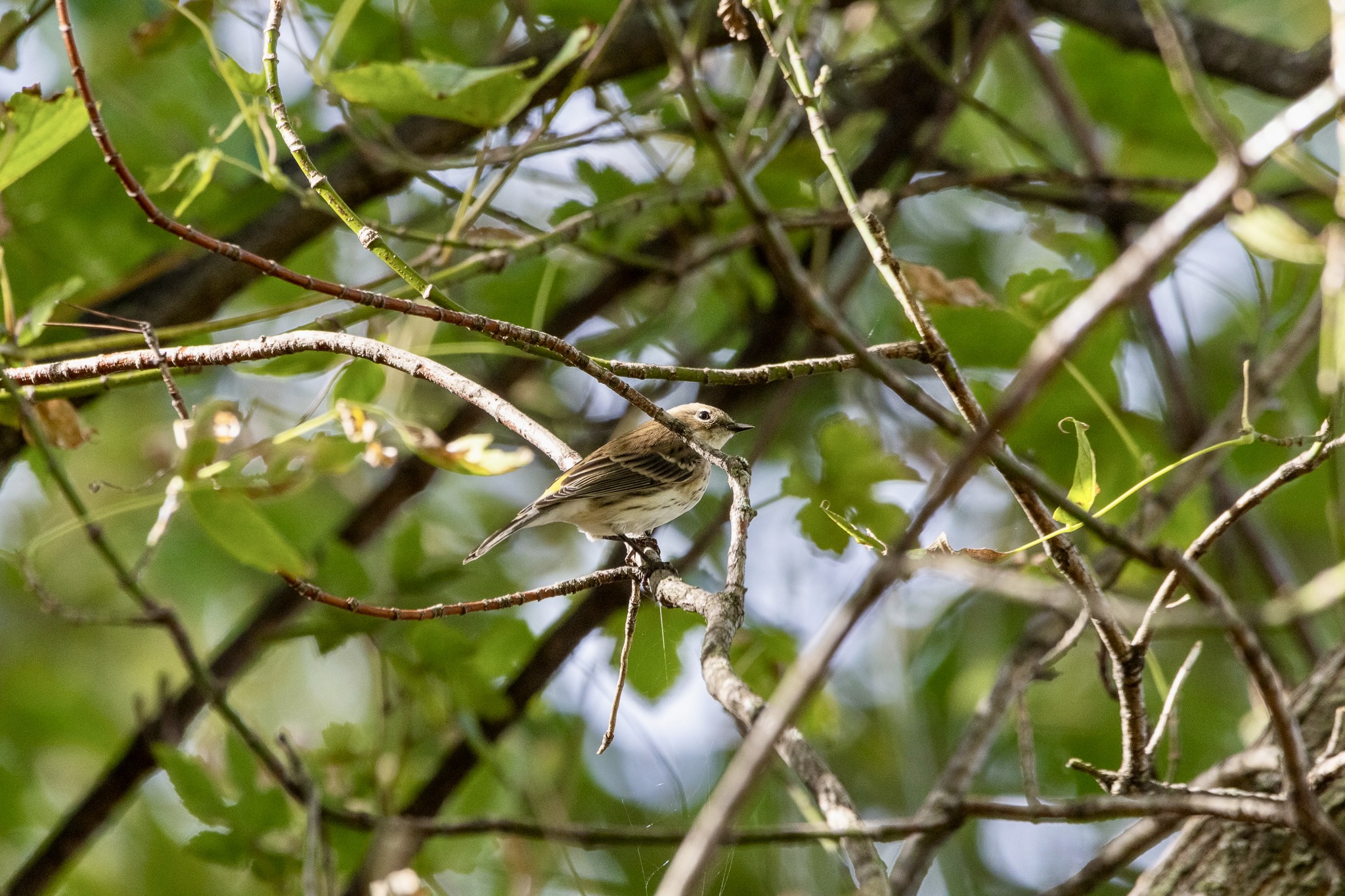 A yellow-rumped warbler perches in a tree amid leaves and branches at John A. Roebling park.