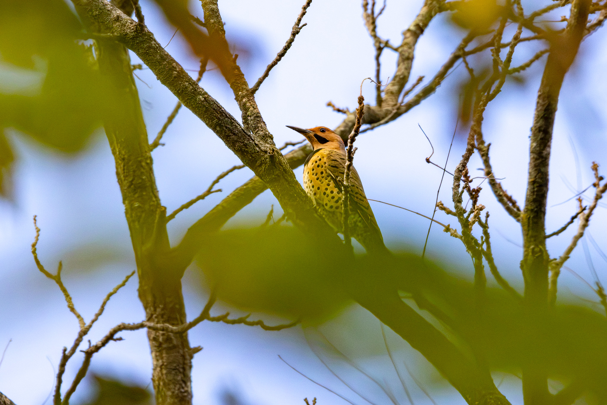 Male Northern flicker, with a black malar stripe on its face, sits on a branch high up in a tree. Its lower body is partly obscured by green leaves.