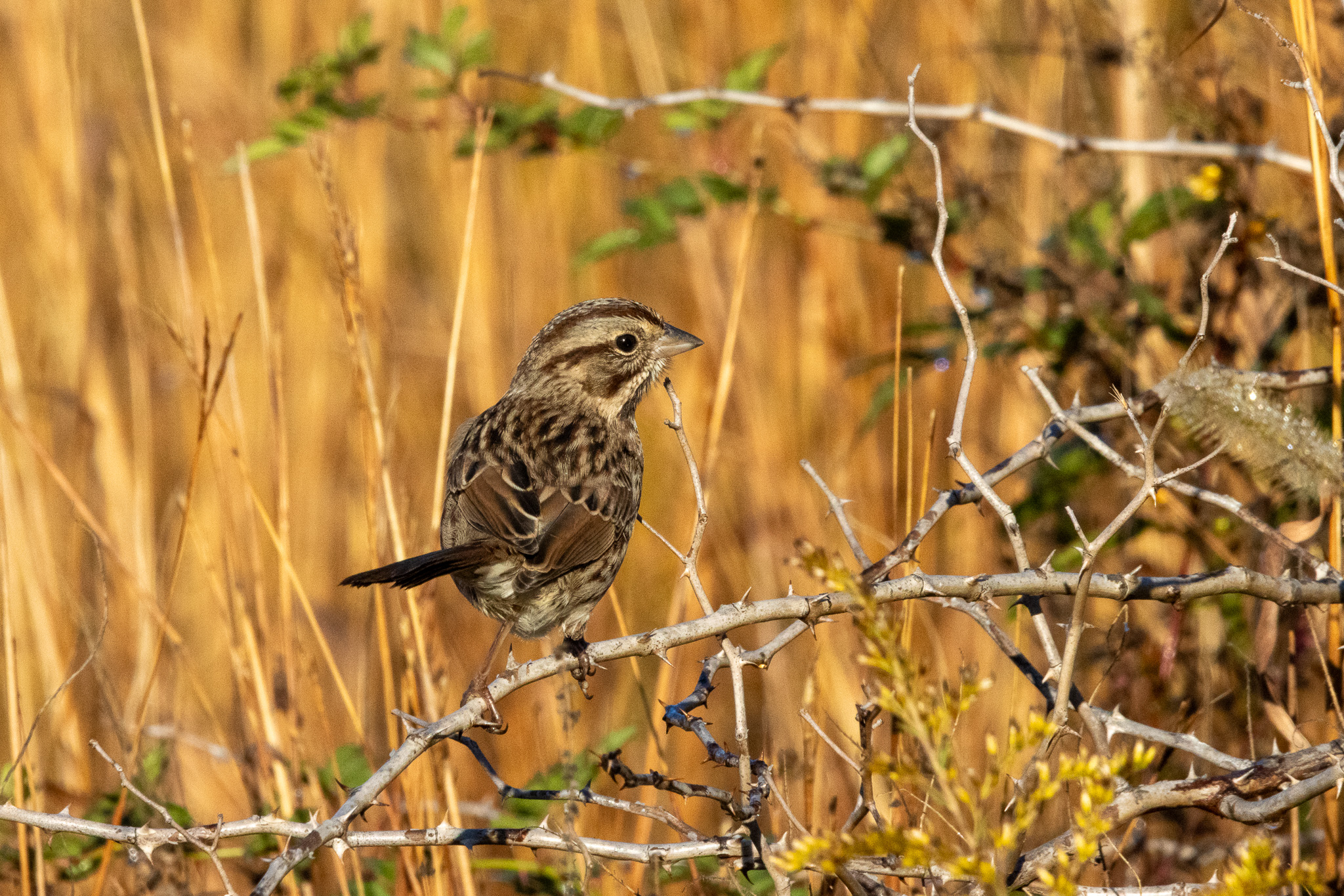 A song sparrow perches on a horizontal tree branch with brown grasses in the background.