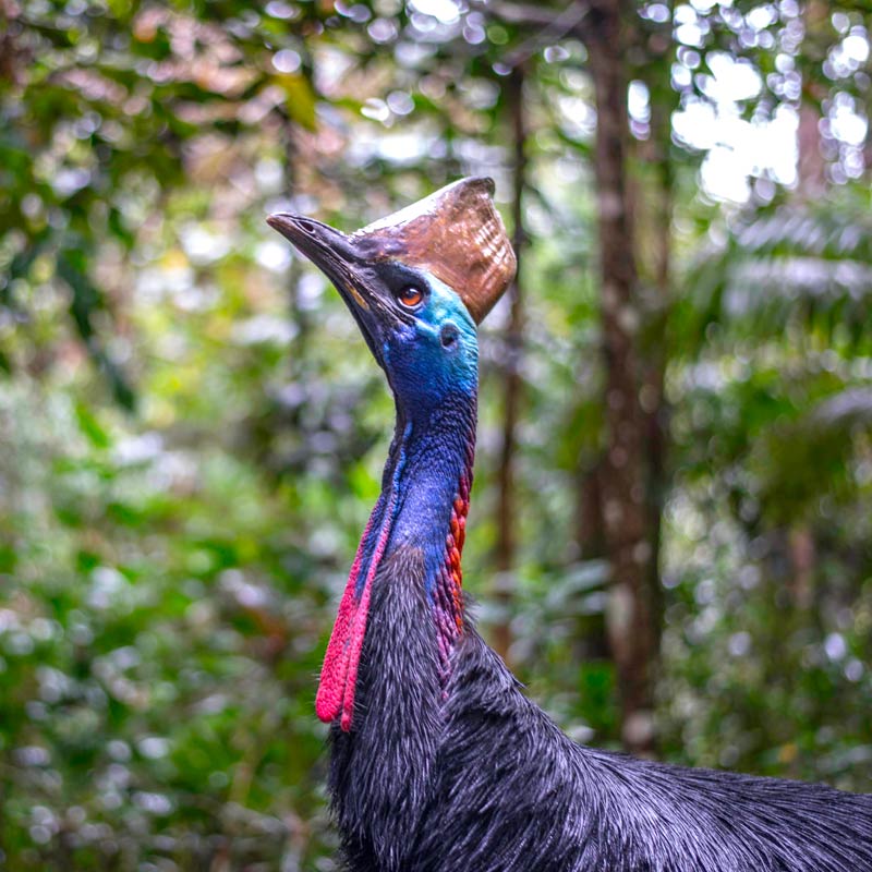 24320-cassowary-square