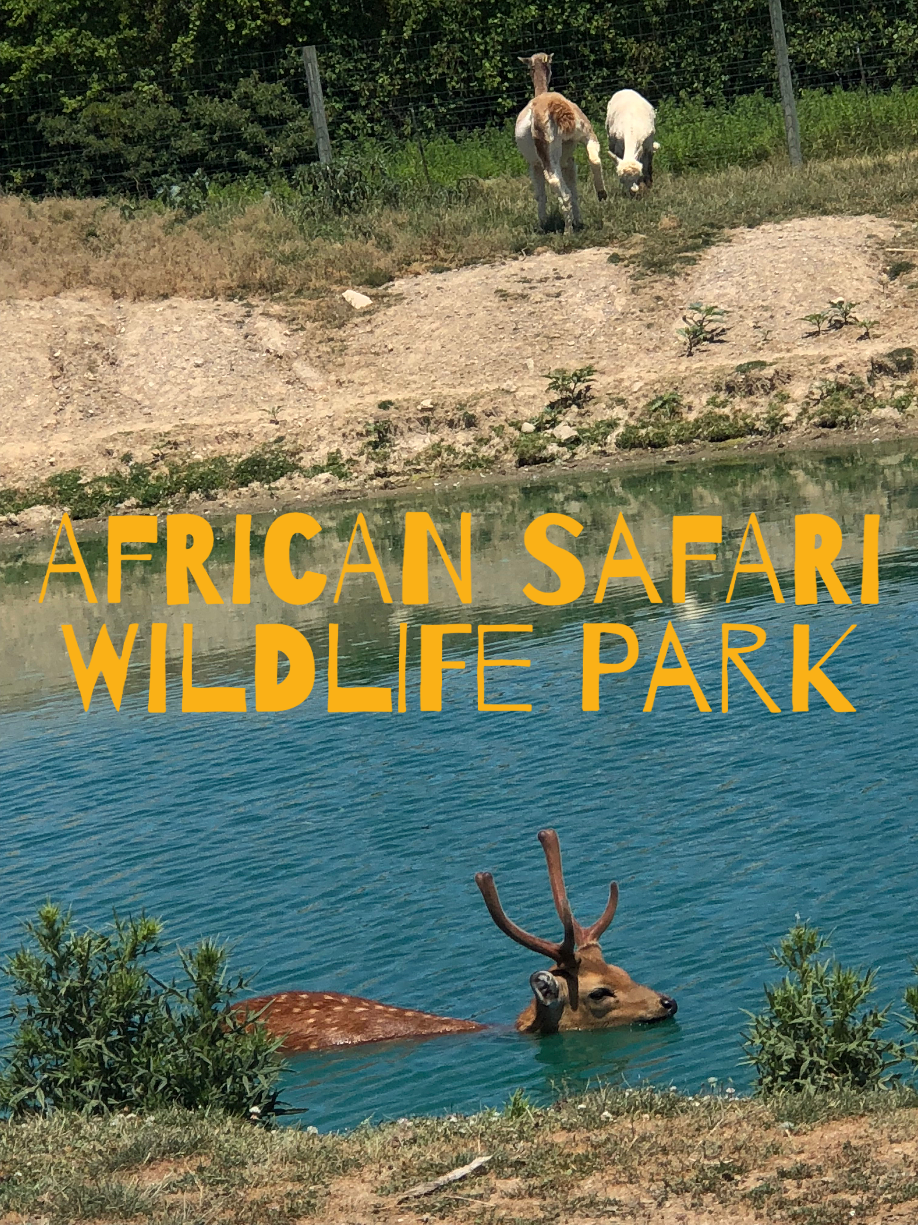 Our Family African Safari Park Adventure Jess Happy 2 Bee Me