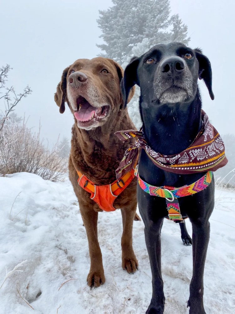 winter hiking, hiking with dogs