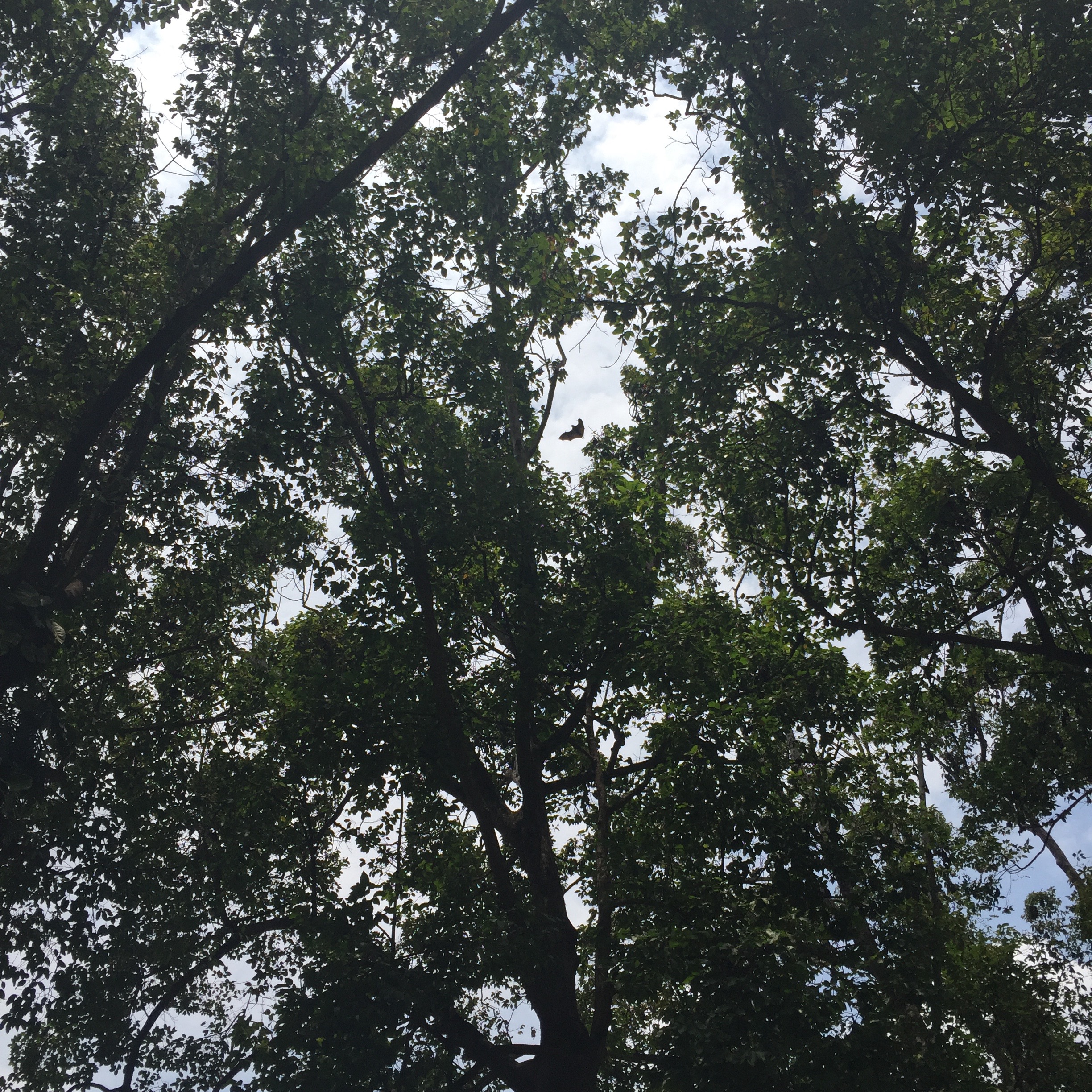 In the trees at this park there is a colony of bats that rest during the day. You can see one in the space between the branches if you look closely. They were huge! Easily a 5 foot wingspan.