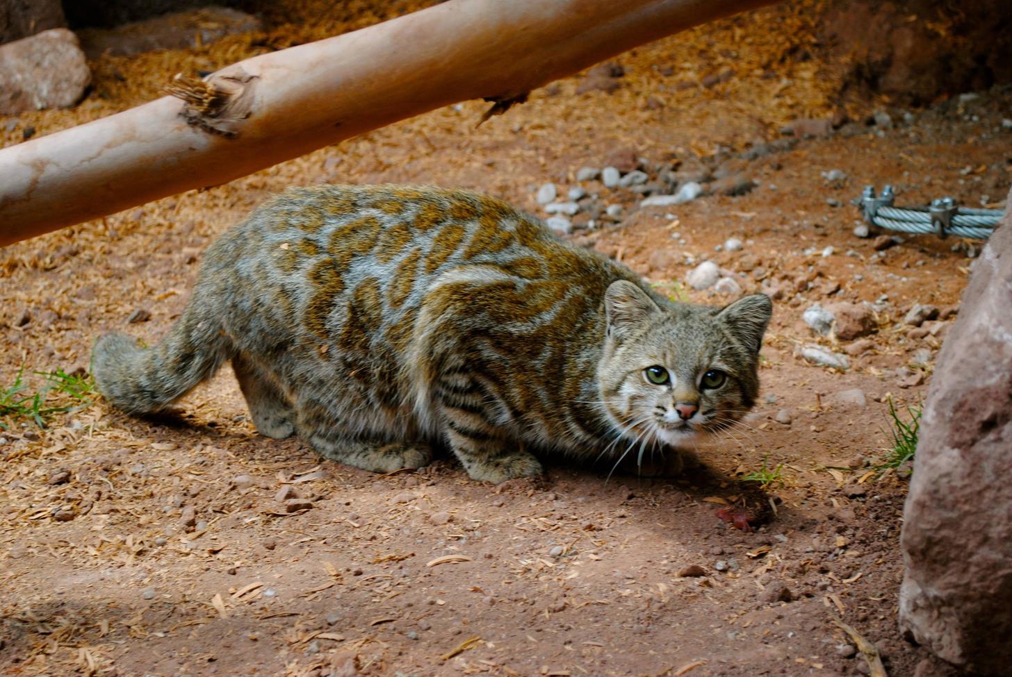 A dollar for the little guy: the andean mountain cat project