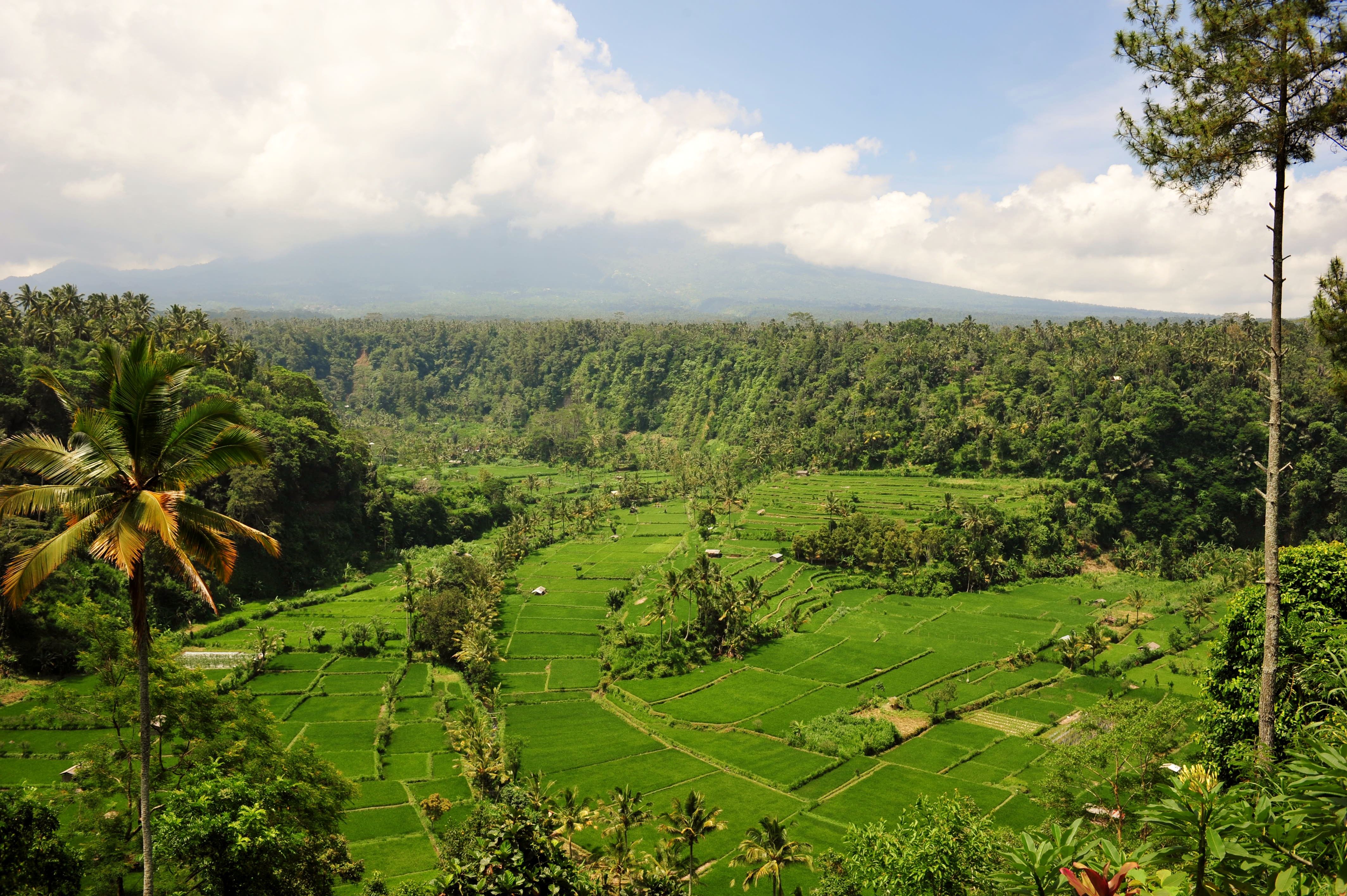 Fields in Bali