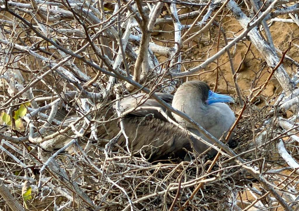 A blue-footed booby with a blue beak sits in a nest made of twigs, surrounded by dry, leafless branches and a rocky background.