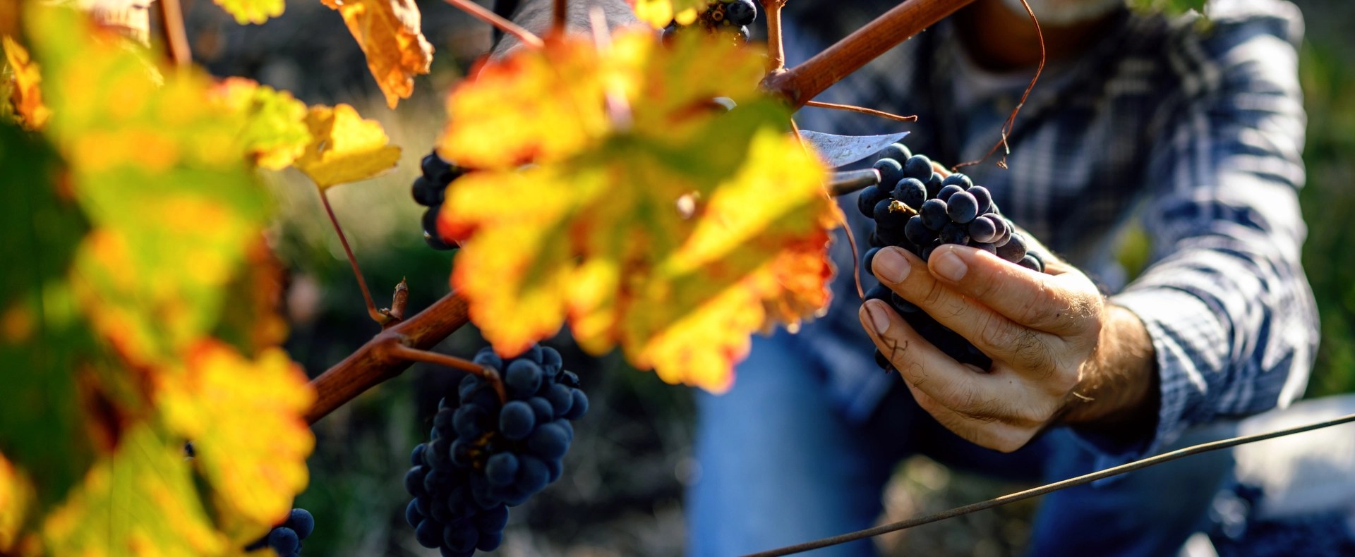 Bandeau Actu Vendanges