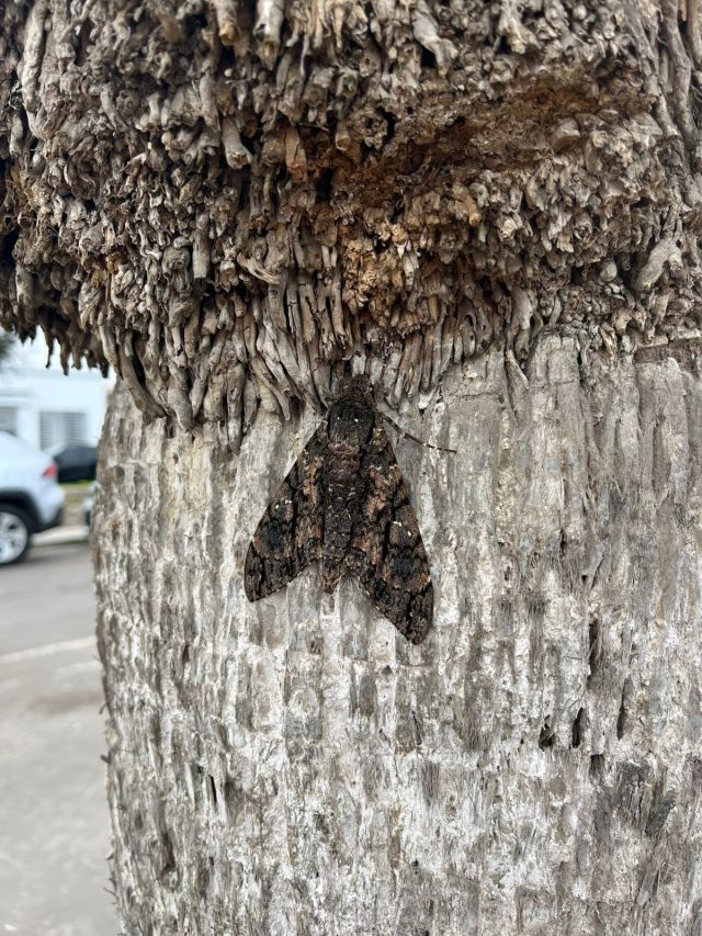 A large moth hides on a tree trunk, camouflaged perfectly. It's a little piece of poetry. 
