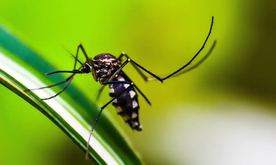 DF registra mais de 20 mil casos prováveis de dengue em uma semana
