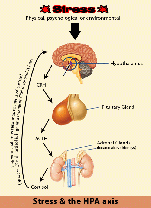 hpa-axis