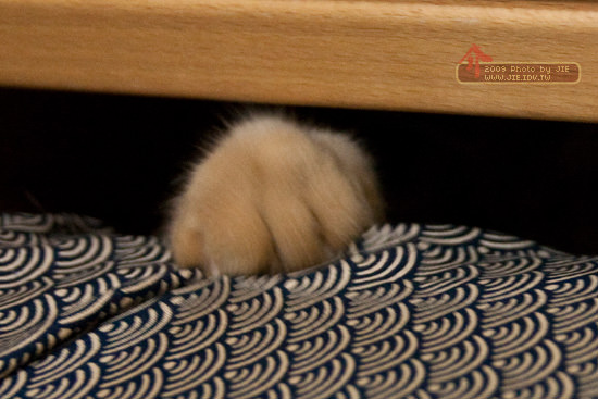 這就是躲貓貓的由來! 由肉呆橘子貓示範