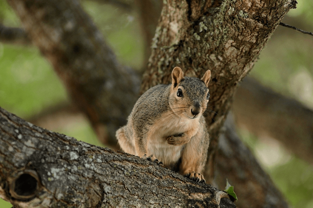 squirrel, nature, animal, rodent, wildlife, mammal