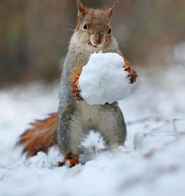 squirrel-snoball-2