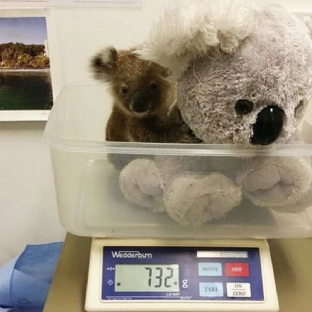 koala