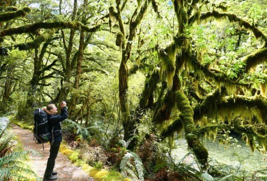 Rain forest walking and the Clinton river West branch