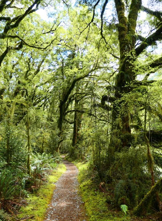 Rain forest walking