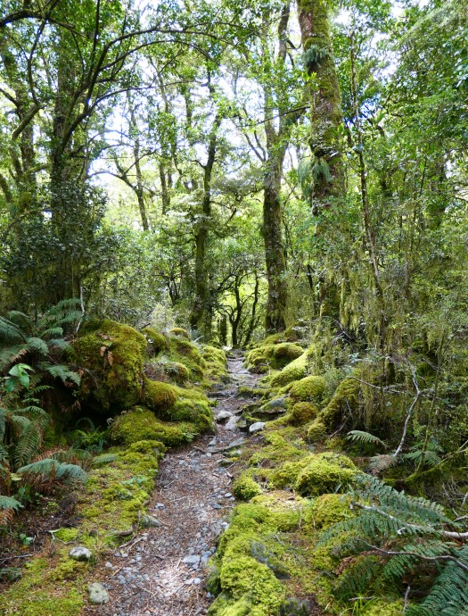 Rain forest walking