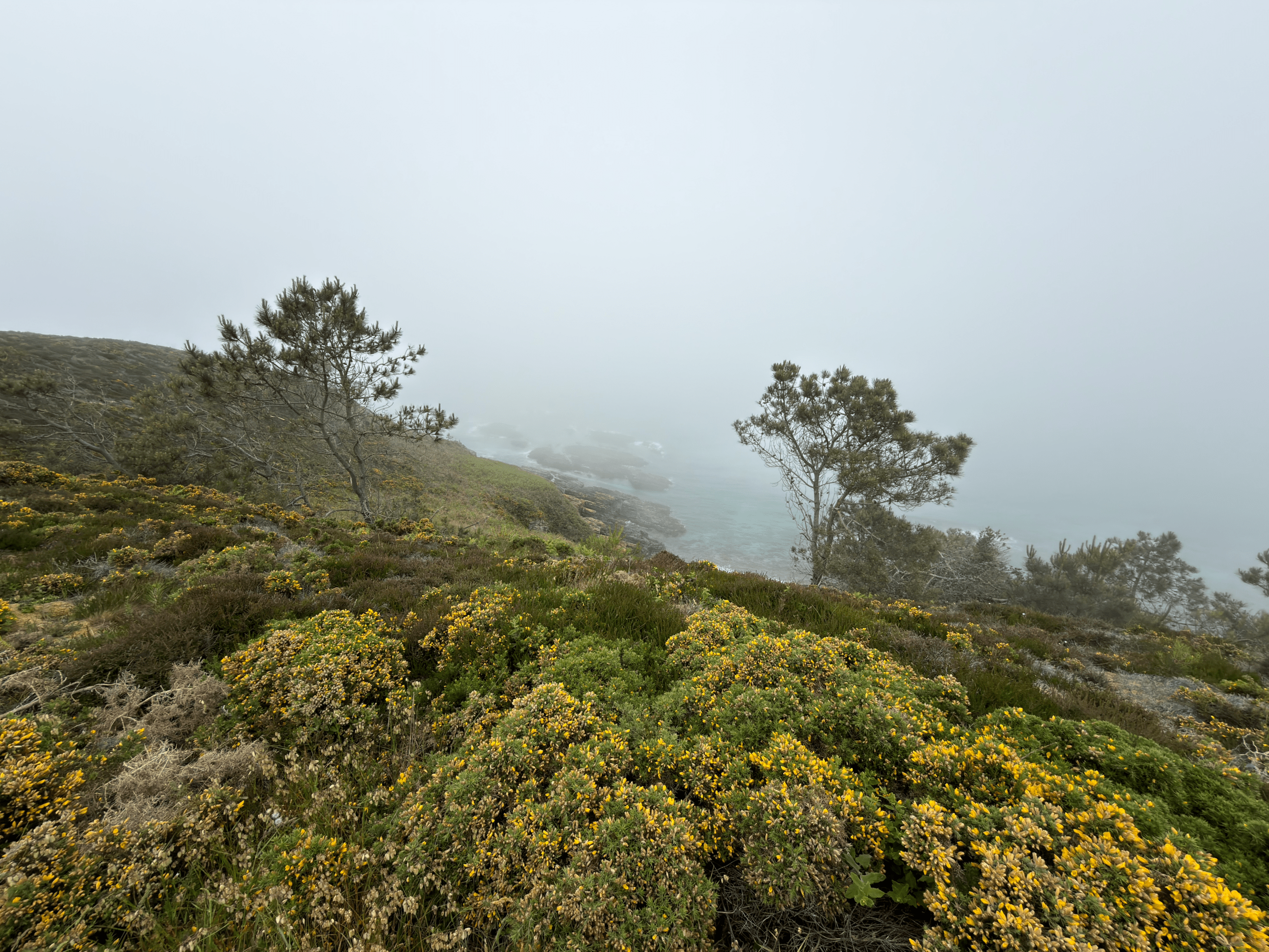 Gorse carpeted trail