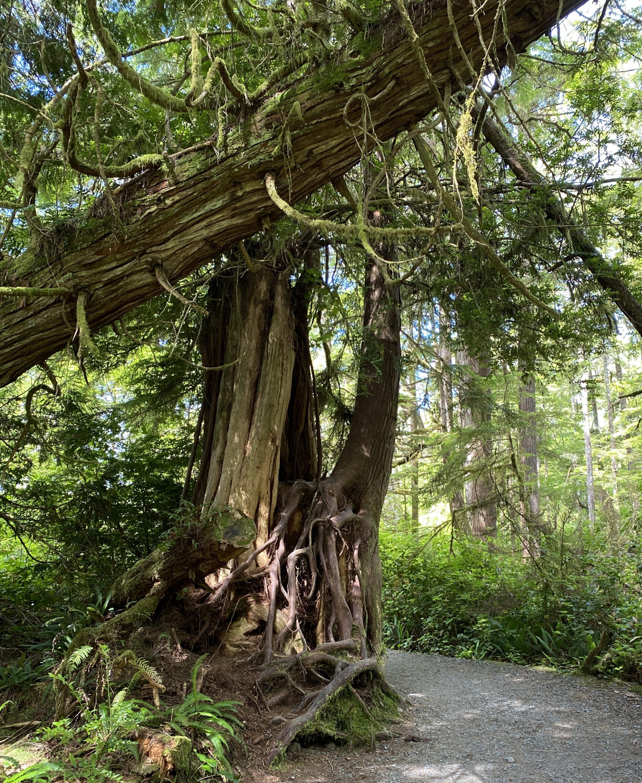 Wild Pacific Trail