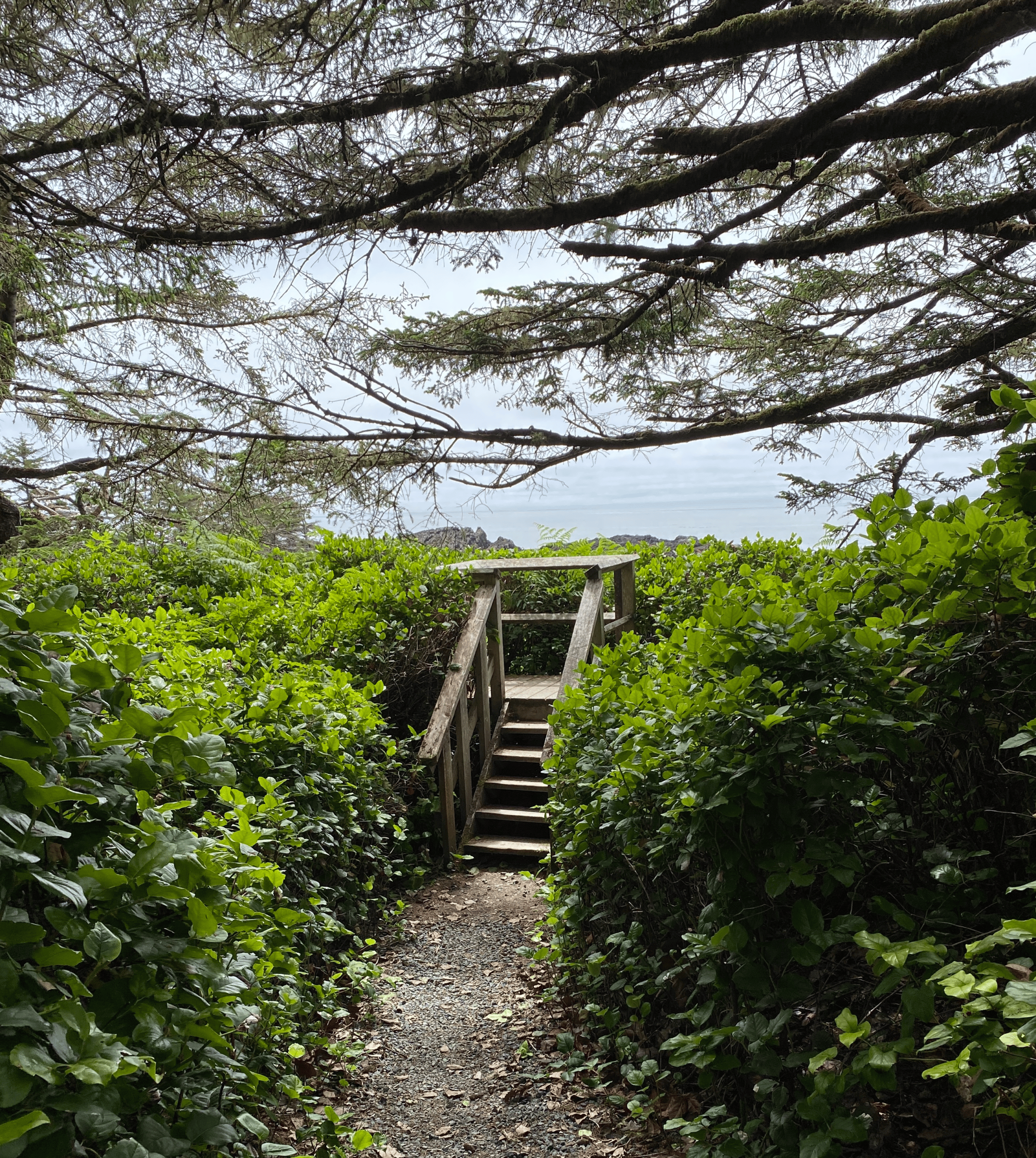 Viewing Platform on the Wild Pacific Trail
