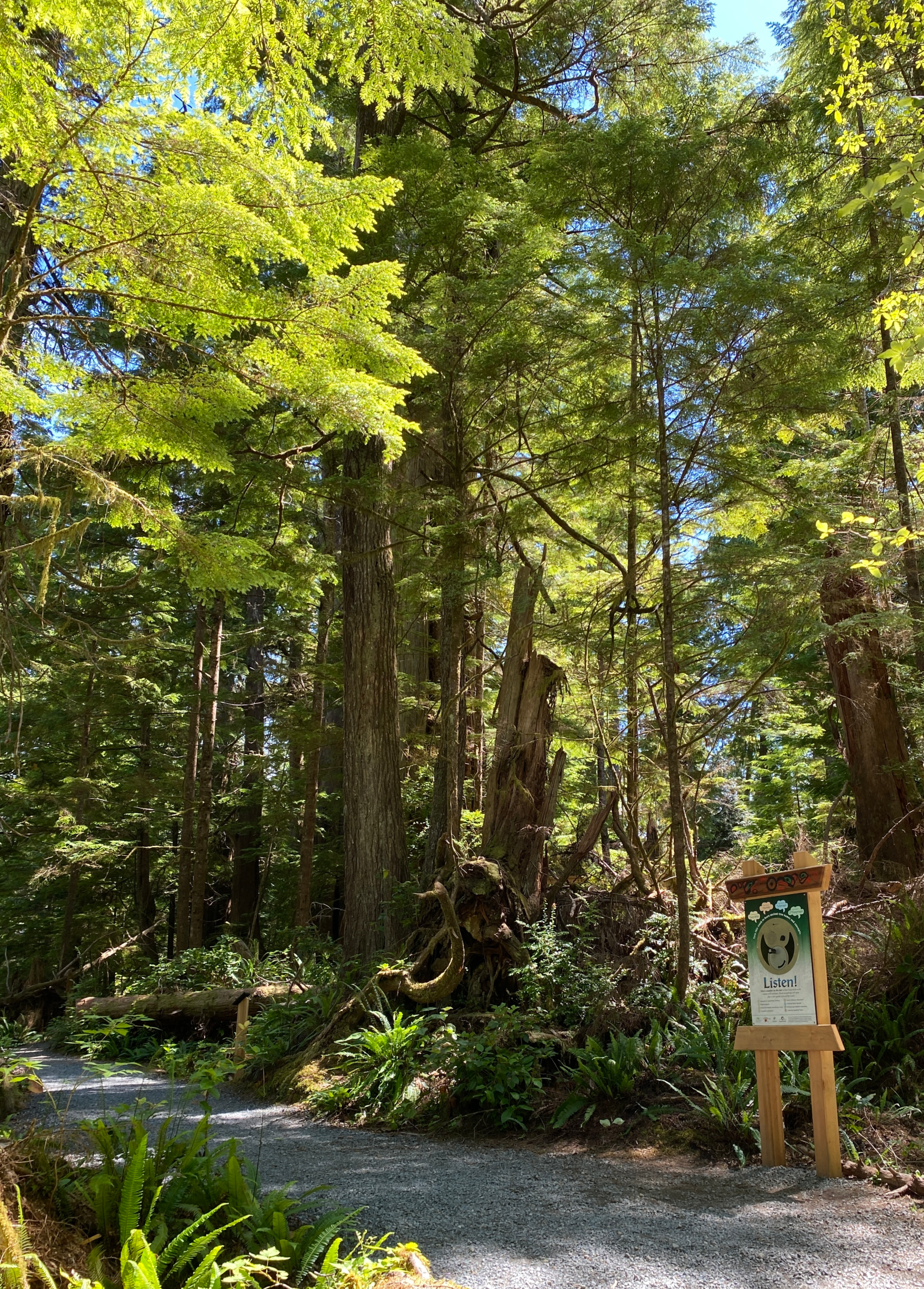 Ancient Cedars Loop