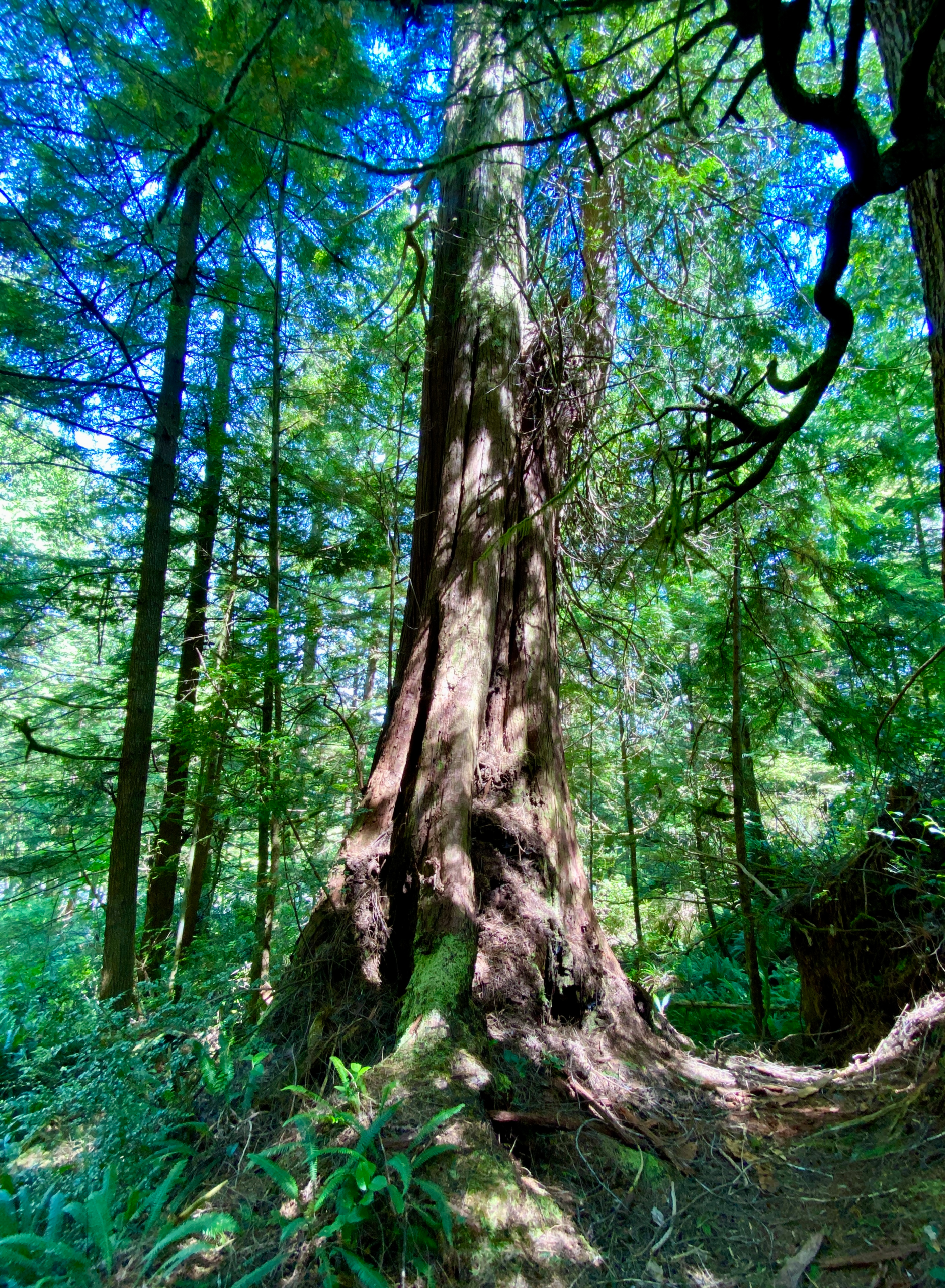 Ancient Cedars Loop