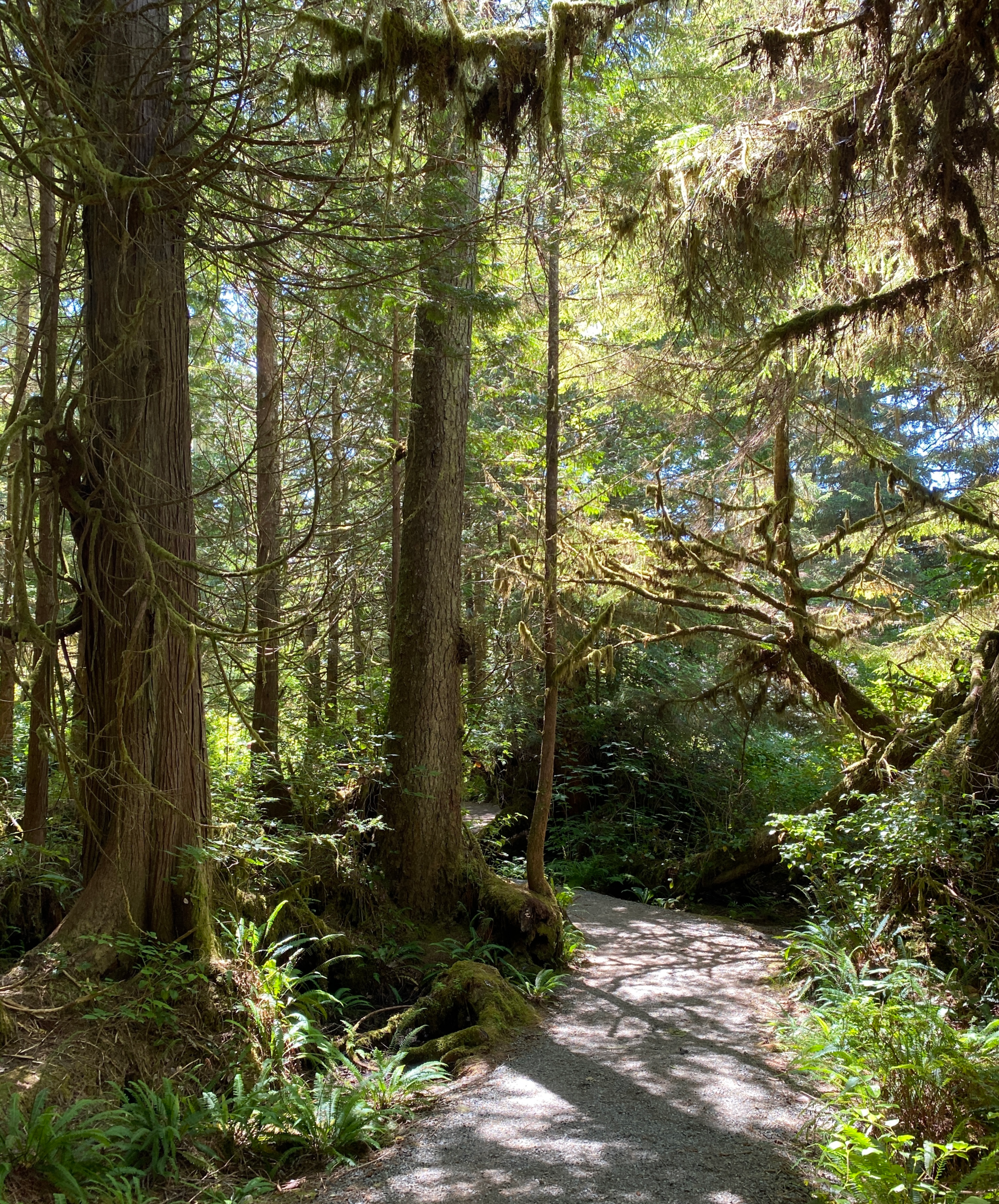 Ancient Cedars Loop