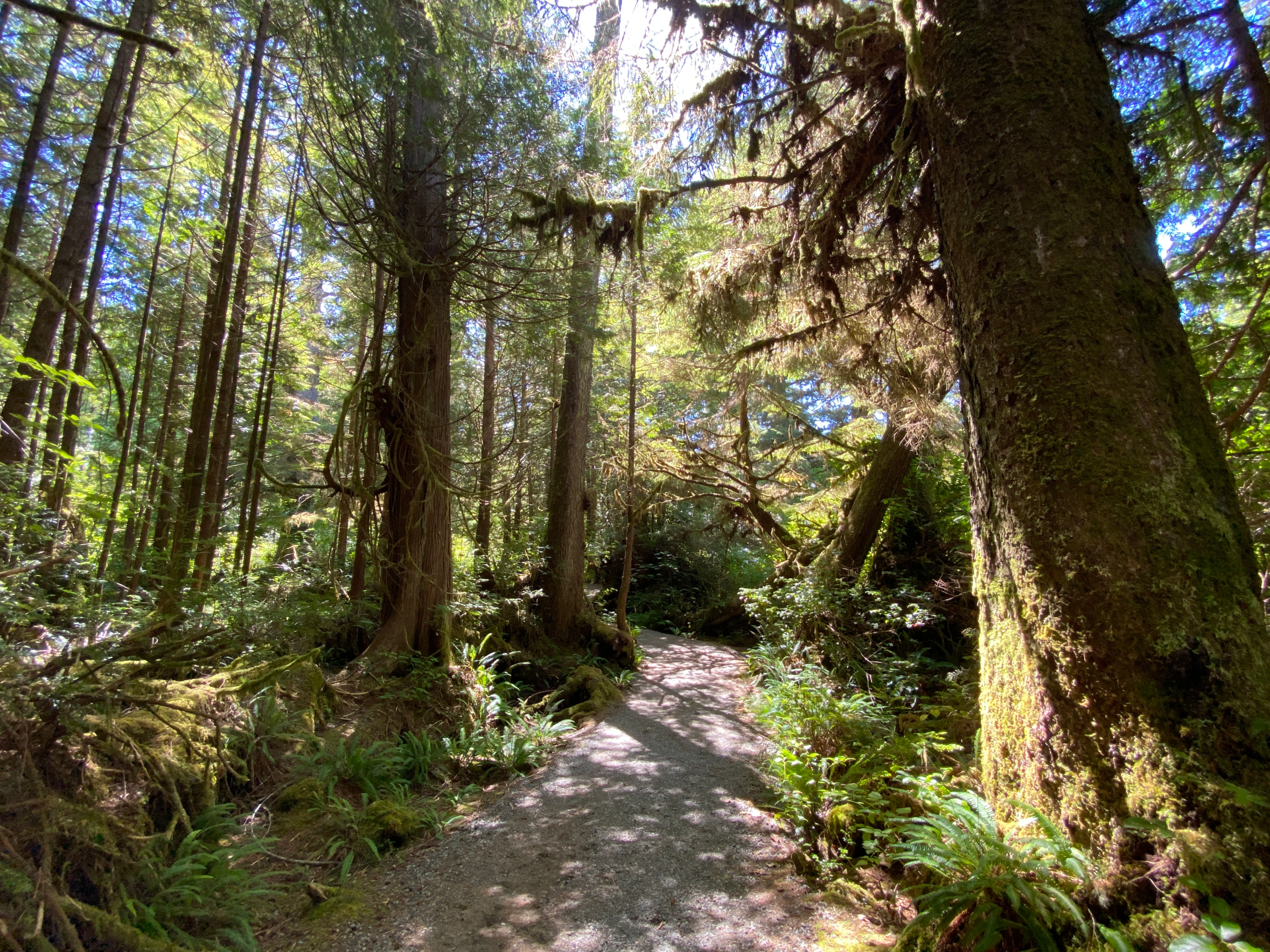 Ancient Cedars Loop