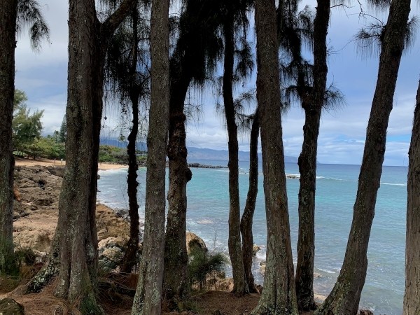 Auto-generated description: Tall trees line a rocky coastline overlooking a bright blue sea under a cloudy sky.