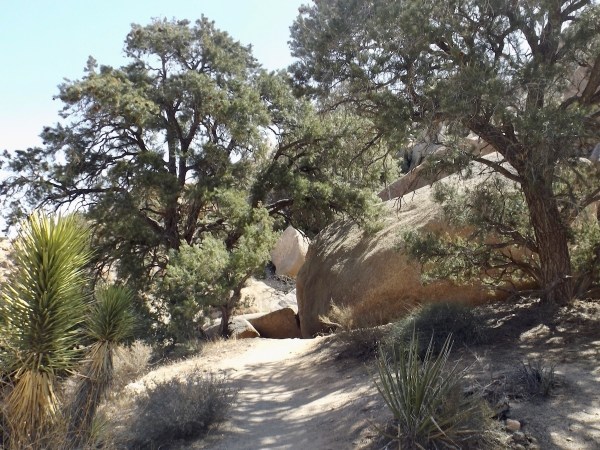 Auto-generated description: A sunlit desert pathway is surrounded by large rocks, shrubs, and trees.