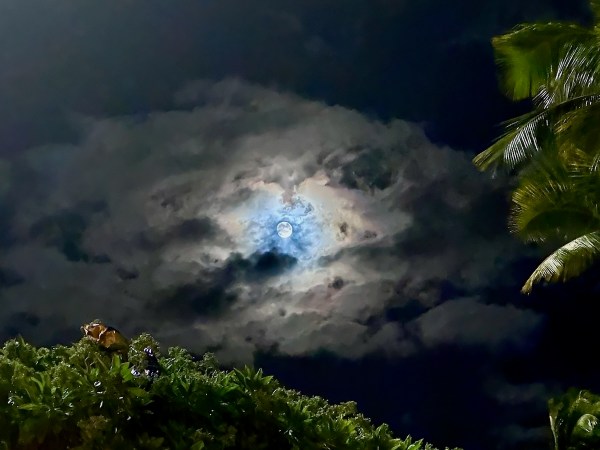 Auto-generated description: A full moon glows behind swirling clouds at night, with palm leaves framing the scene in the upper right corner.