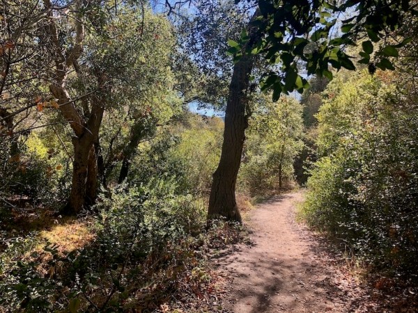 Auto-generated description: A dirt path winds through a sunlit forest with lush greenery and tall trees.