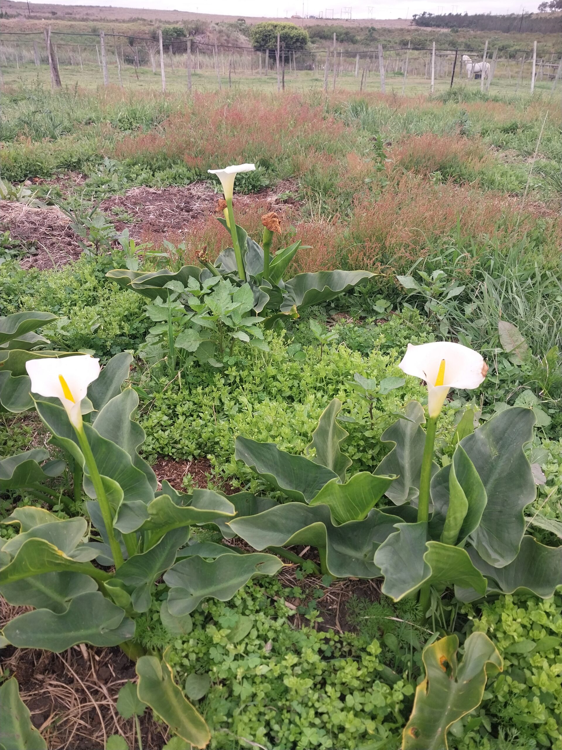 Spring Blooms