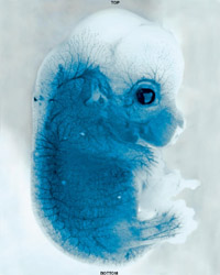 인간과 동물 유전자 합성한 “키메라(Chimera)” 배아 연구가 미 연방 정부 지원으로 가능해 진다..- 상원에서 “키메라 배아 금지” 수정안 거부..