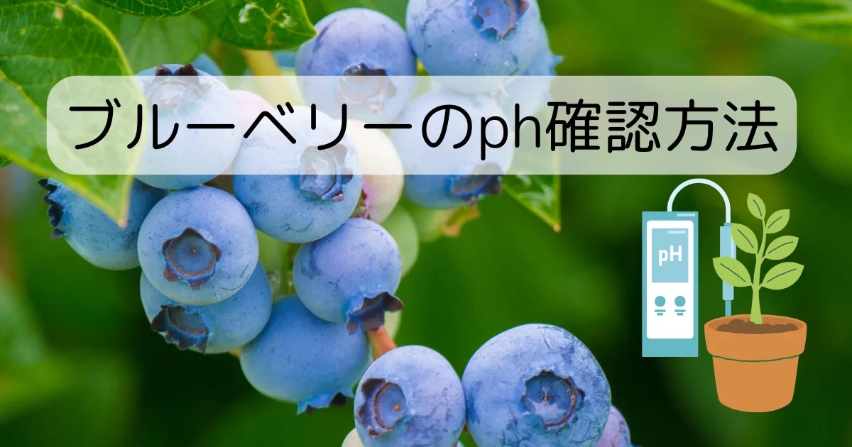 ブルーベリーのph値を下げ酸性にする方法【土壌の酸度測定方法】