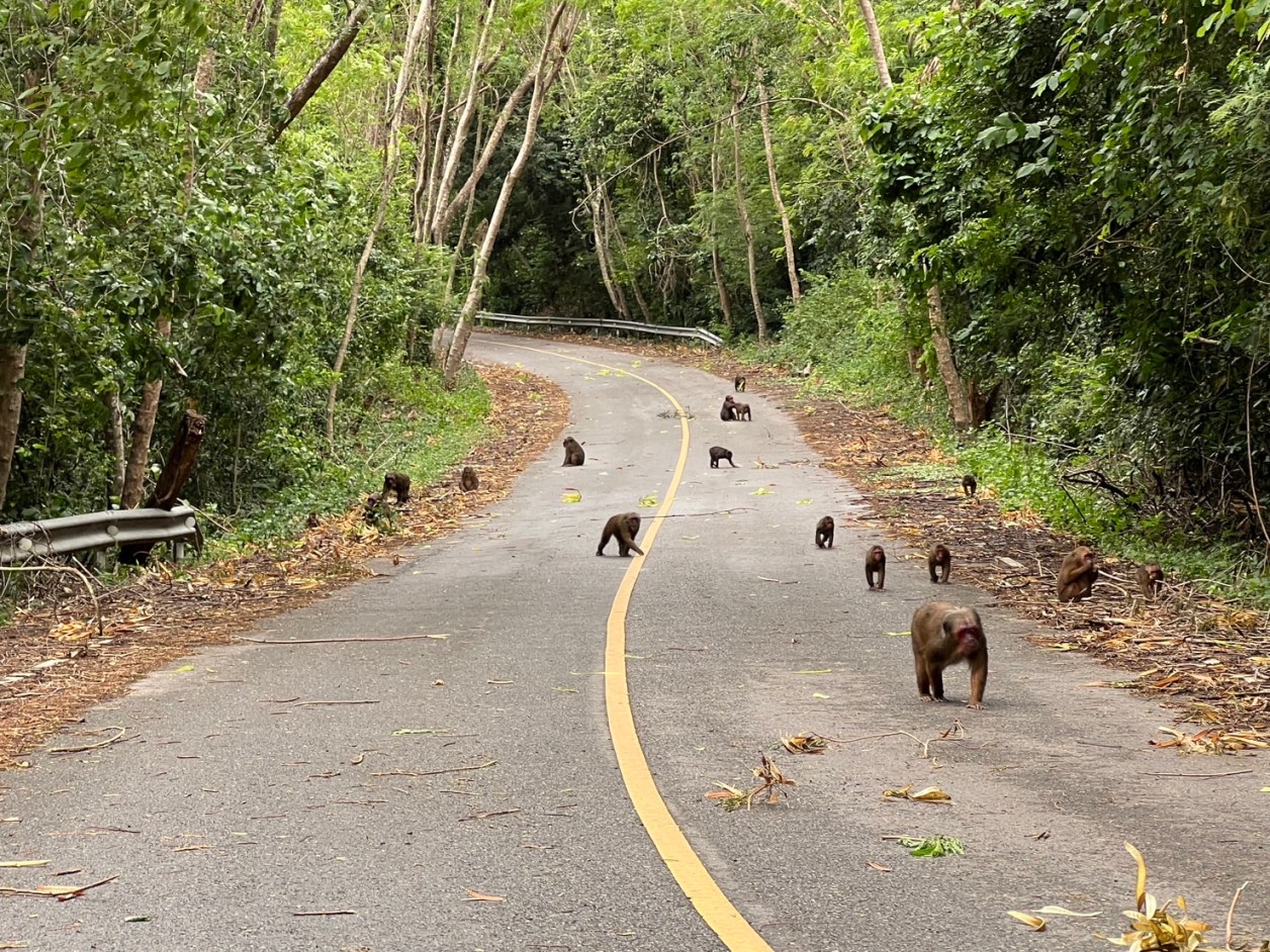 道路を占拠する猿の軍団