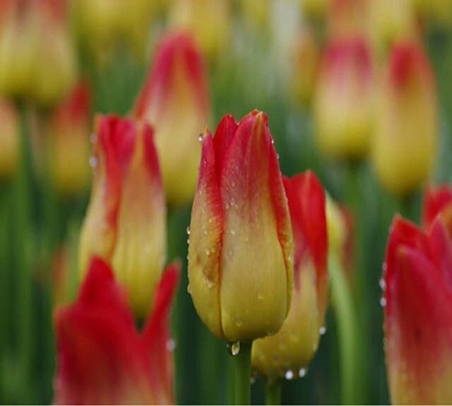It's even more exciting when someone gives you flowers. Tulip Garden