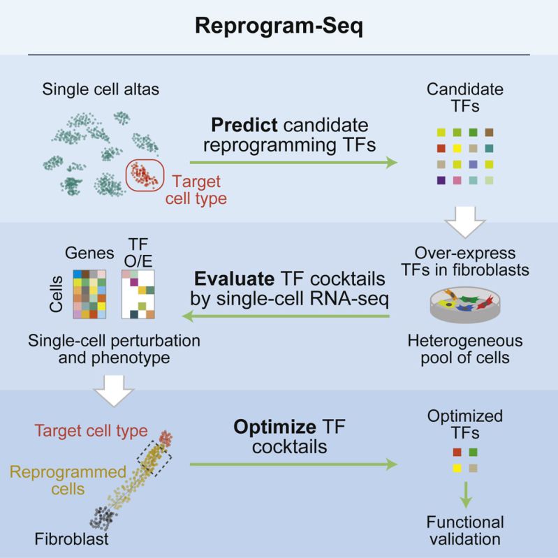 Reprogram Seq Unbiased Reprogramming With 48 Factors By Reprogram Seq - HD Ocean Backgrounds for Desktop