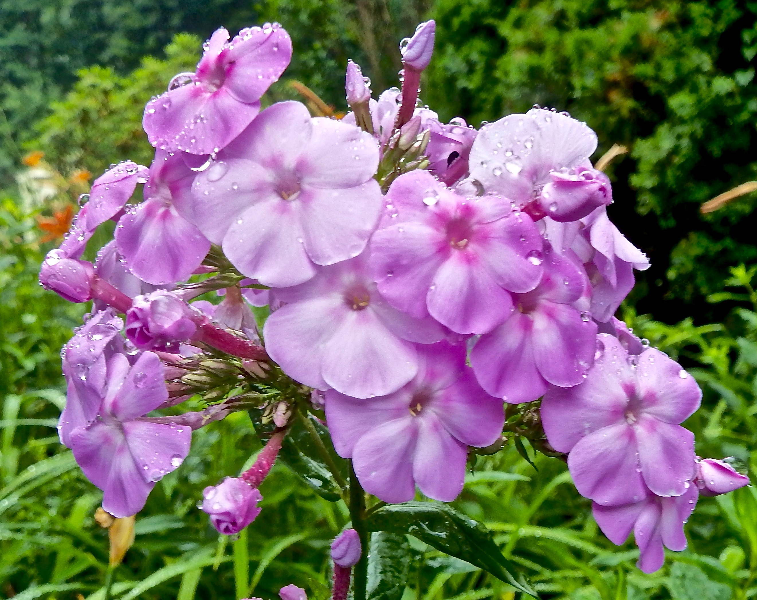 DSCF1820
