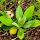 Corn: A Foundational Crop