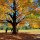Wordless Wednesday/Leaf People