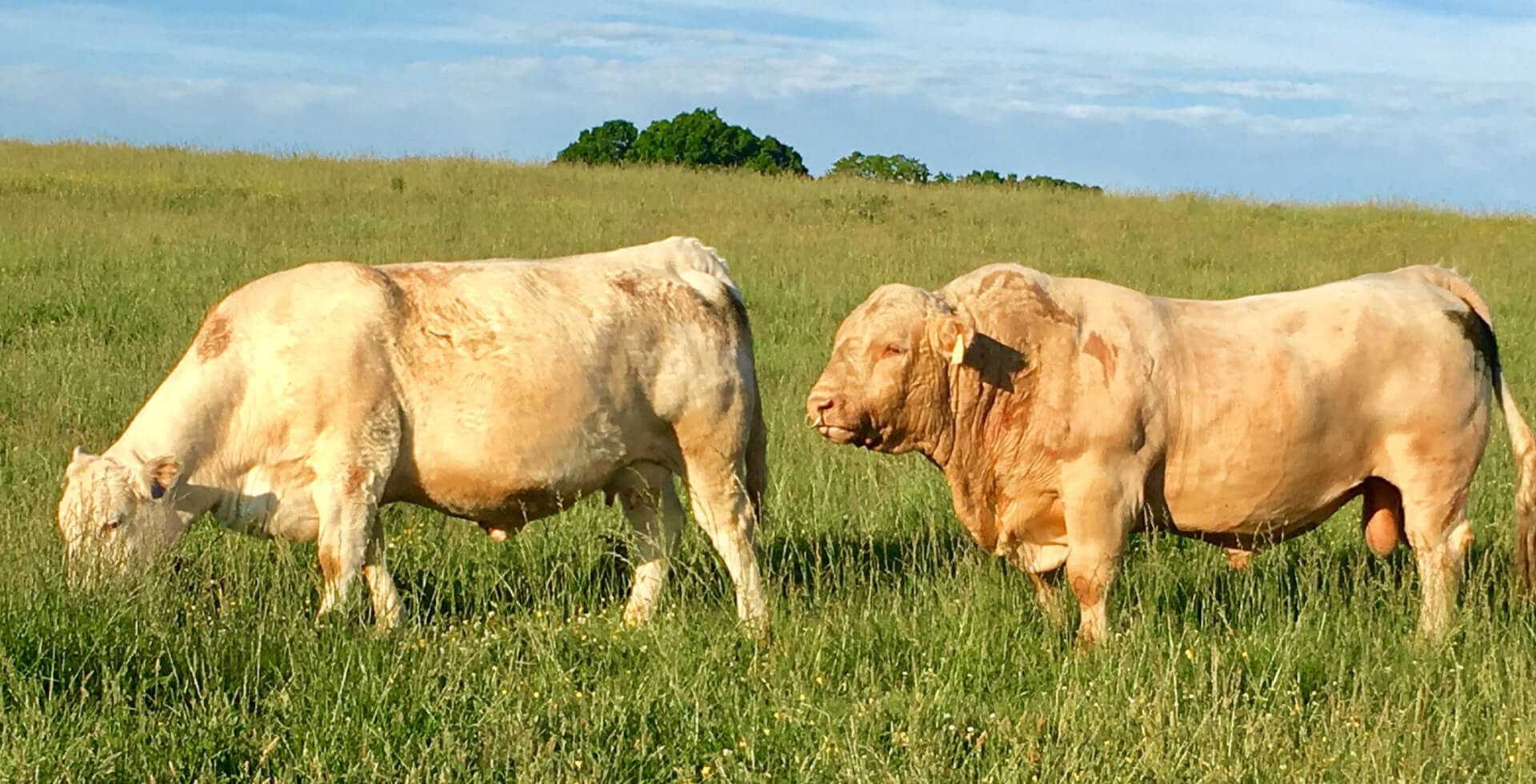 Cattle evaluations use the term expected progeny differences (epd) to express genetic … Our Program Jmar Genetics Charolais Cattle Appomattox Va