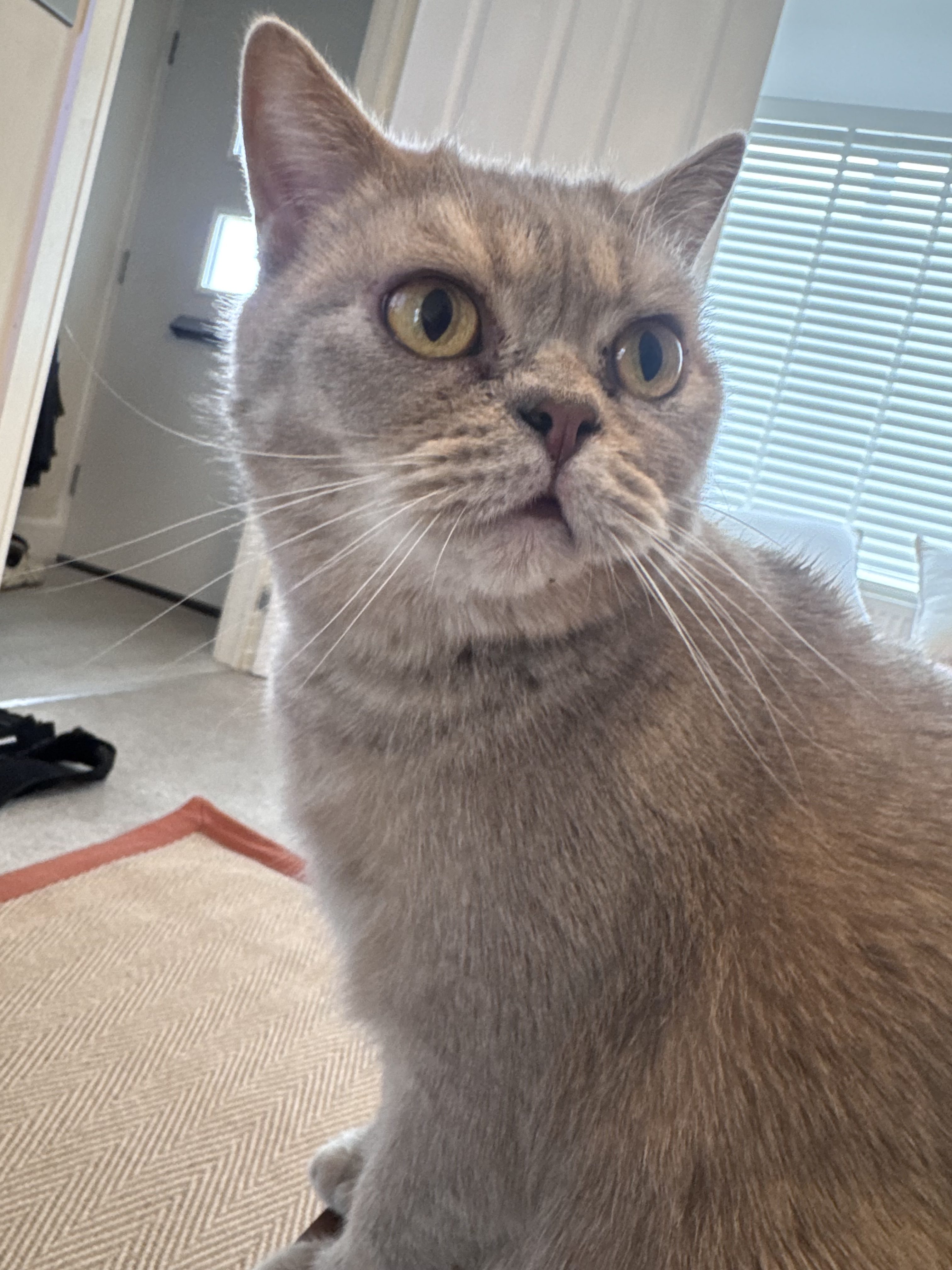 Margot