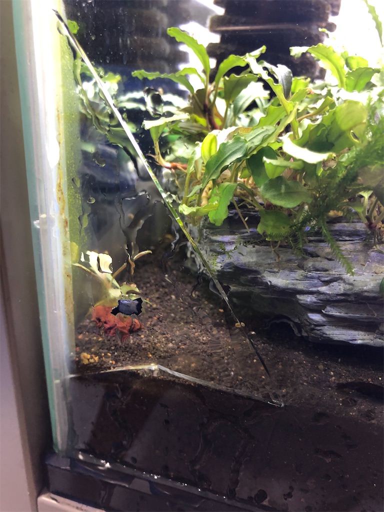 ブセファランドラsp.ナンガタマン❣️Bucephalandra sp.Nanga Taman