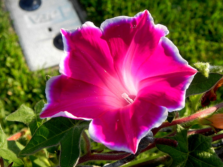 桜紅蘭 dscn6135.jpg?ssl=1