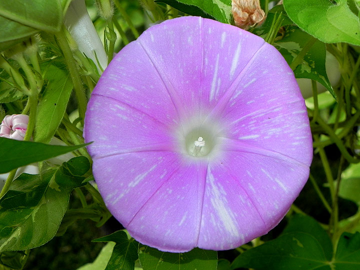Rising Sun, Morning Light – Jacksonville Morning Glory Vineyard