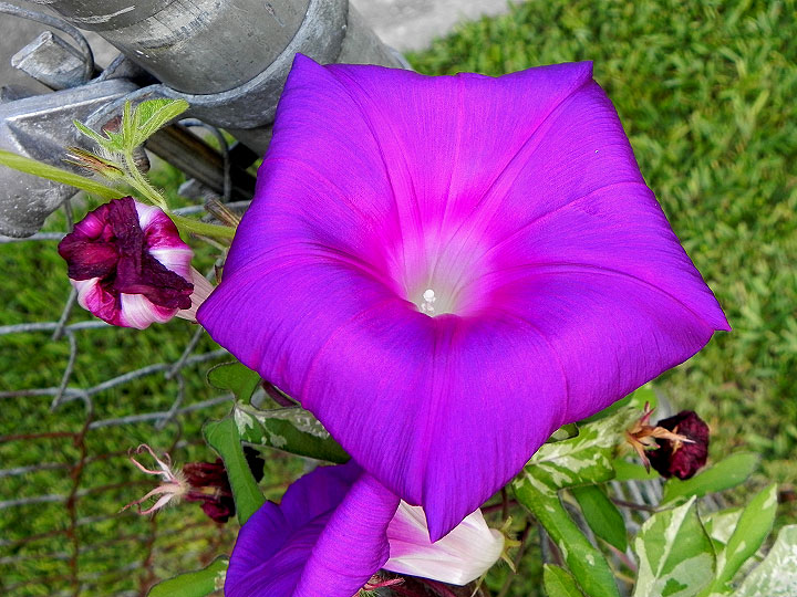 thumbnail image 2 of Heian No Kaori Japanese Morning Glory Seeds - 6 Open Pollinated Seeds From 2014 Garden 2 of 3