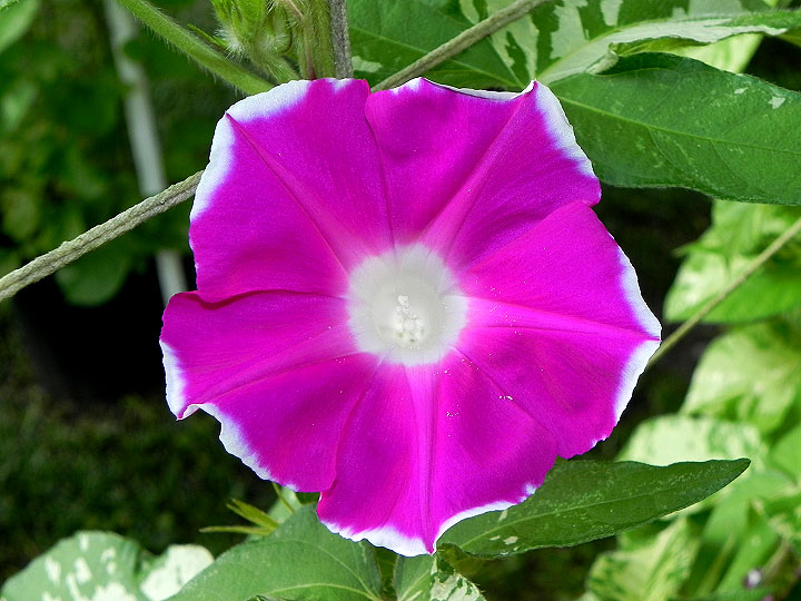 Sunnysmileページ SPJ087，Shining Smile 阳光笑容, Japanese Florist Shrub Rose