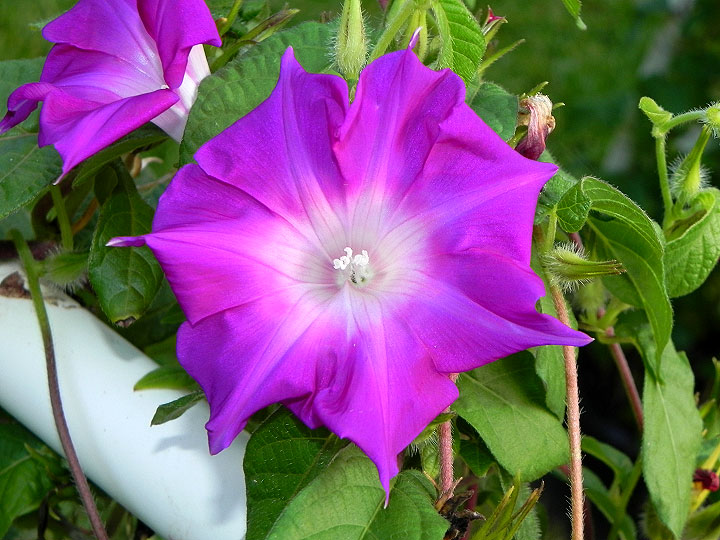 Kikyo Fuchsia | Jacksonville Morning Glory Vineyard